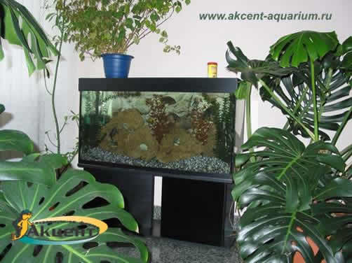 Акцент-аквариум,аквариум 300 литров комната отдыха